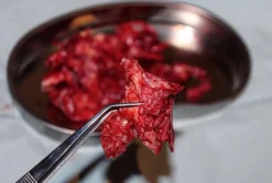 ForensicFX Studios Brain Tissue Specimen Gift Kit Cheap