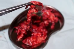 ForensicFX Studios Brain Tissue Specimen Gift Kit Cheap