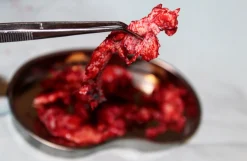 ForensicFX Studios Brain Tissue Specimen Gift Kit Cheap