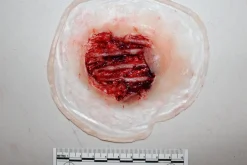 ForensicFX Studios Exposed Hand Ligaments Prosthetic Discount