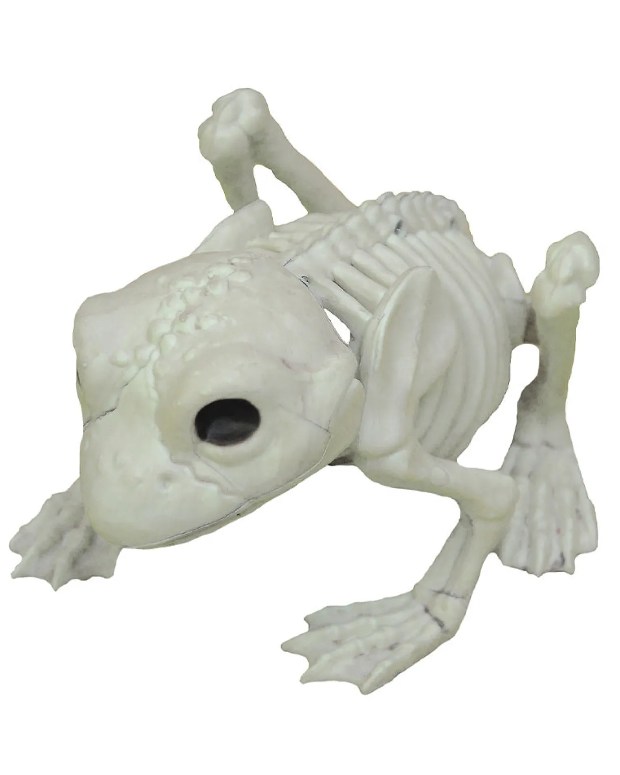 Buy Seasons Frog Skeleton Clearance