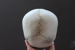 ForensicFX Studios Horror Skull With Bloody Hand Print Clearance