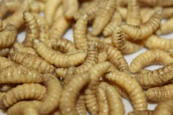 ForensicFX Studios Maggots Online