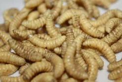 ForensicFX Studios Maggots Online