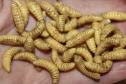 ForensicFX Studios Maggots Online