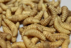 ForensicFX Studios Maggots Online