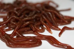 ForensicFX Studios Realistic Worm Prop Best