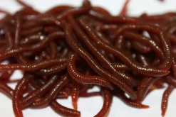 ForensicFX Studios Realistic Worm Prop Best