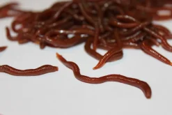 ForensicFX Studios Realistic Worm Prop Best