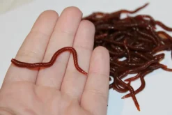 ForensicFX Studios Realistic Worm Prop Best