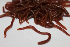 ForensicFX Studios Realistic Worm Prop Best