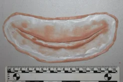 ForensicFX Studios Simple Slit Throat Prosthetic Best