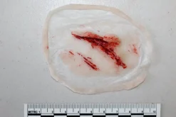 ForensicFX Studios Small Shallow Laceration Prosthetic Discount