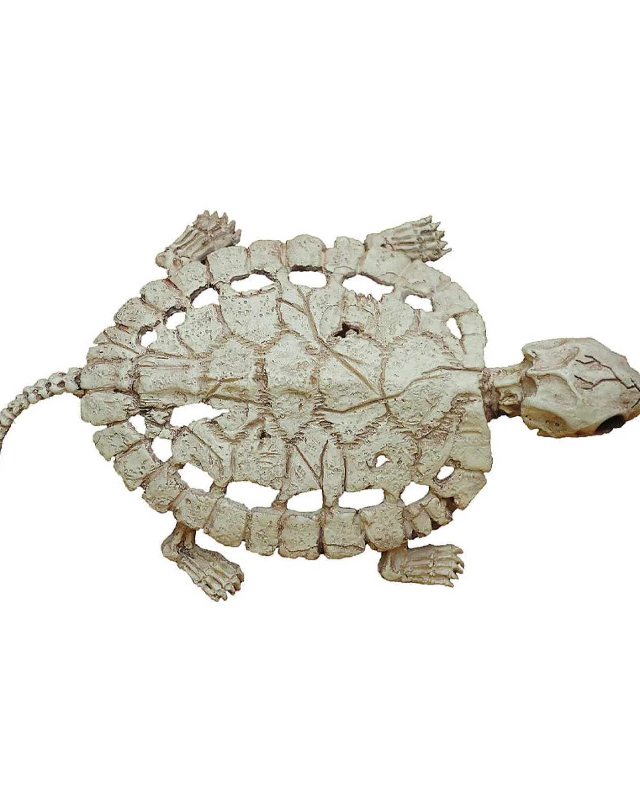 Buy Seasons Turtle Skeleton Prop 20Cm Store