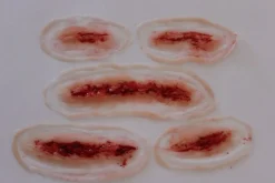 ForensicFX Studios 5X Slashed Cuts Bundle New