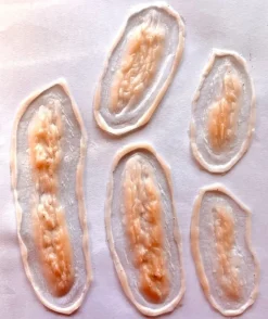 ForensicFX Studios 5X Slashed Cuts Bundle New