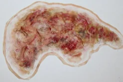 ForensicFX Studios Zombie Face Burn Prosthetic Sale