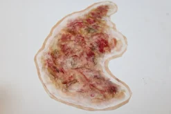 ForensicFX Studios Zombie Face Burn Prosthetic Sale