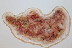 ForensicFX Studios Zombie Face Burn Prosthetic Sale