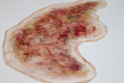 ForensicFX Studios Zombie Face Burn Prosthetic Sale